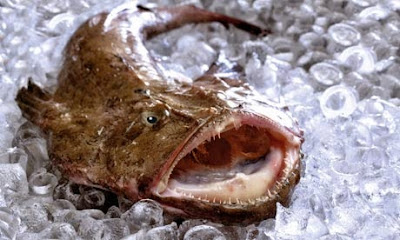 Ikan Monkfish 