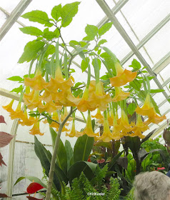 angel's trumpet, Brugmansia 