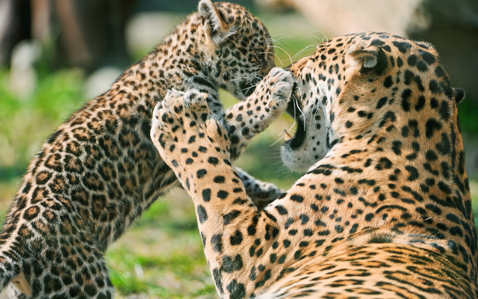 adult jaguars are solitary animals except during the breeding season ...