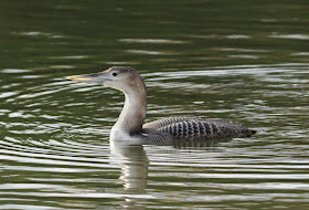 White-billed Diver - Lincolnshire