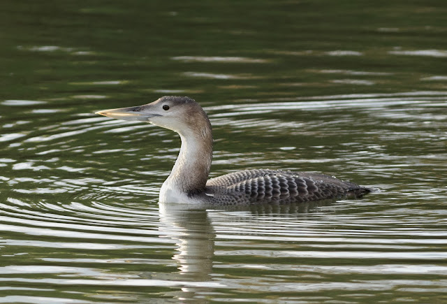 White-billed Diver - Lincolnshire