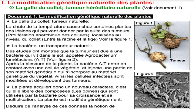 La modification génétique des plantes