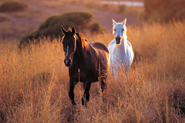 Horse Pictures