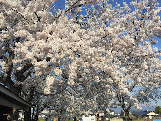 桜満開！