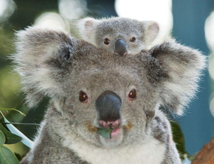 KOALA MOTHER