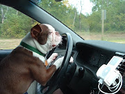 40 Cool dogs driving cars (40 pics)