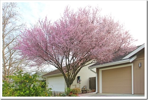 Succulents and More: Sayonara, cherry plum tree