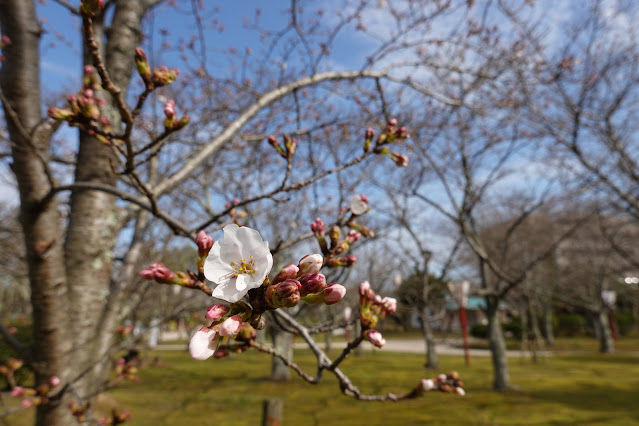 鳥取県米子市西町 湊山公園 ソメイヨシノ桜