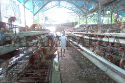 Kelompok Ayam Petelur Sediakan Telur Lokal