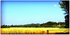 summer cornfield