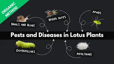 Pests and Diseases in Lotus Plants