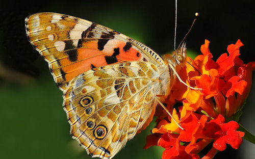 Mariposa - Butterfly - Papillon - Schmetterling