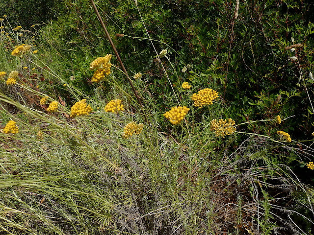 Helichrysum stoechas