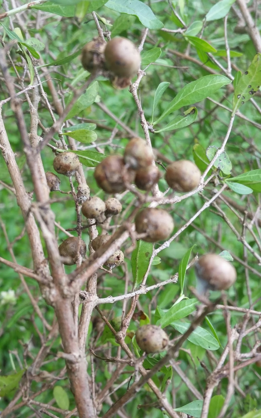 Warisan Petani Pokok Inai 