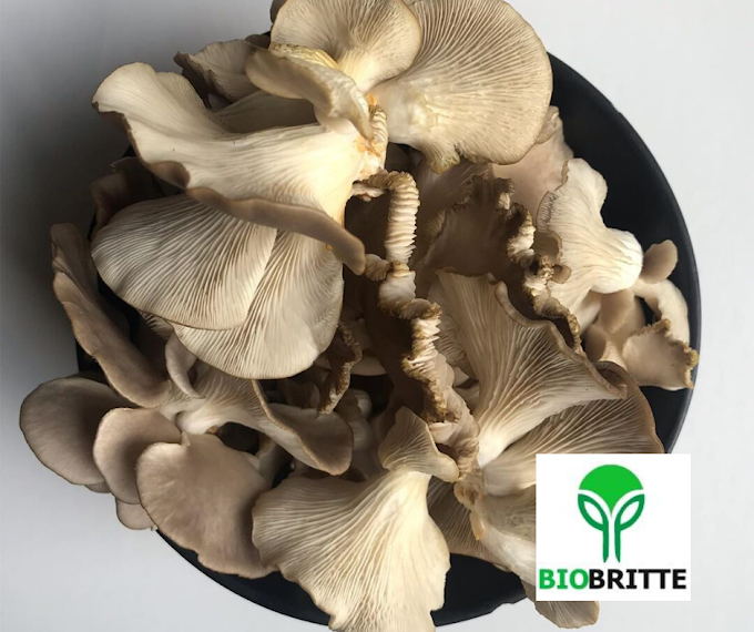 What Do Oyster Mushrooms Taste Like?  | Mushroom Learning Center Kolhapur | Biobritte