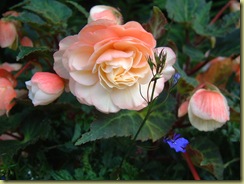 DSCF0039