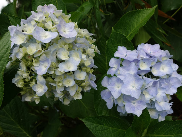 鳥取県米子市尾高　あじさい園　アジサイ（紫陽花）