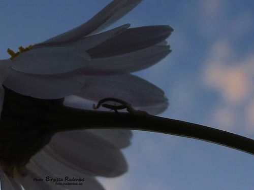 macro_20110621_baldersbra1a
