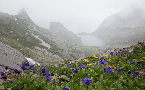 Flores en el lago - Flowers in the lake - Fleurs dans le lac