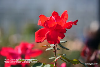 赤いバラの花の写真