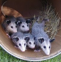 Possum family