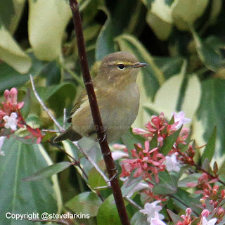 Chiffchaff