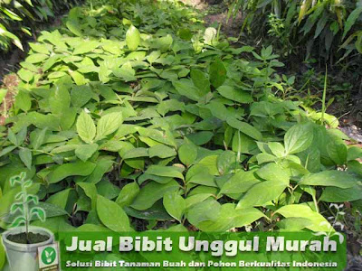 Jual Bibit Unggul Tanaman Pala Murah - Pala (Myristica fragrans) merupakan tumbuhan berupa pohon yang berasal dari kepulauan Banda, Maluku. Akibat nilainya yang tinggi sebagairempah-rempah, buah dan biji pala telah menjadi komoditi perdagangan yang penting sejak masa Romawi.