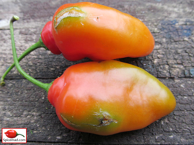 Bug Damaged San Isidro Rocoto Peppers - 20th October 2022