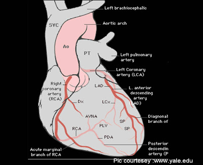 heart diagram labeled. Labelled Heart Diagram.