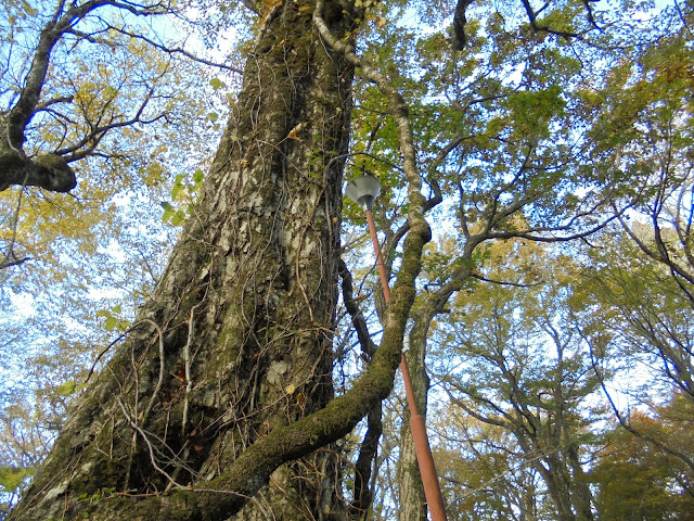 下山キャンプ場