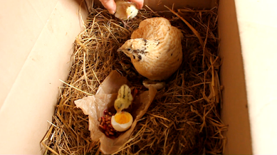 Introdicing older quail chicks to a Coturnix quail