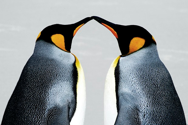 penguin couples