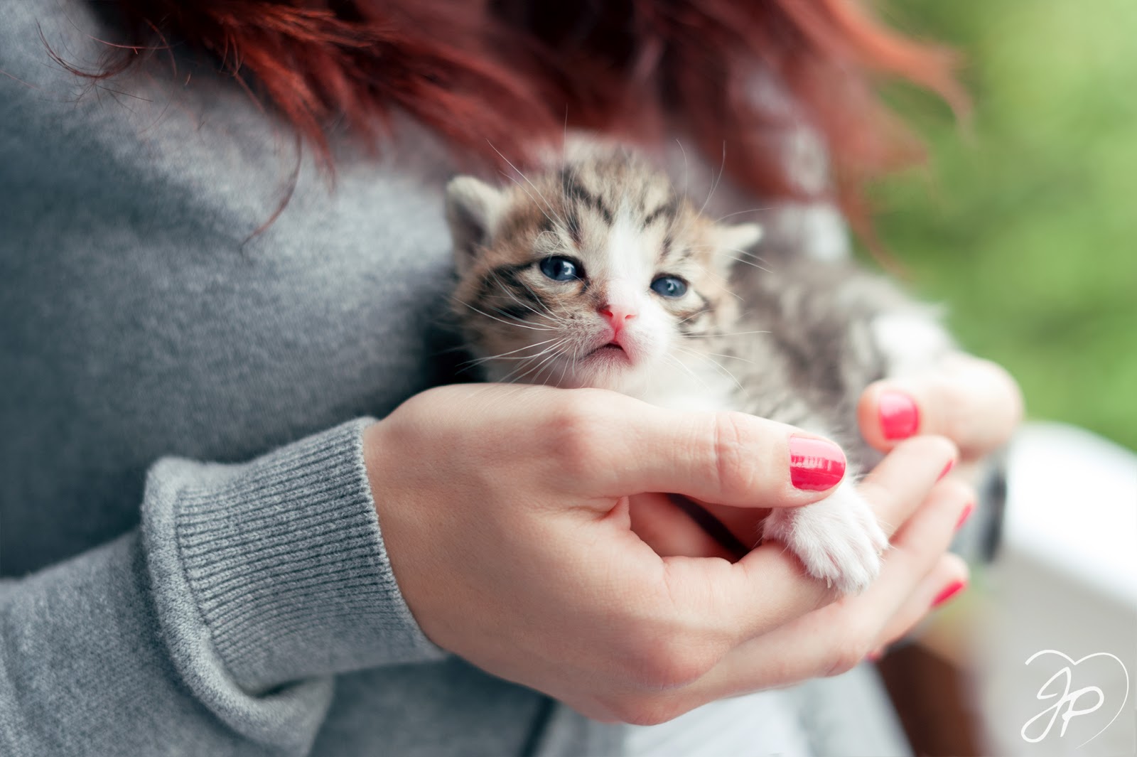 100  Wallpaper Kucing Lucu dan Comel Kualitas HD  Kucing Anggora, Persia, Maine Coon