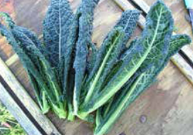 02 FITNEss 02 fitness How To Dehydrate Kale Step by Step Kale is a nutritious vegetable and is considered to be a form of cabbage. It can be  green or purple and is a rich source of calcium, beta-carotene and vitamins.  02 FITNEss 02 fitness How To Dehydrate Kale Step by Step Like broccoli kale contains sulforaphane, which is believed to have anti-cancer properties.  Kale chips are a popular and very nutritional snack and if you happen to have kale sitting in your garden, fridge or freezer and you are not sure what to do with all of it you can always dehydrate your kale. Dehydrating kale or any other collard greens is a relatively easy process and can be done in your very own kitchen using a dehydrator or the oven.