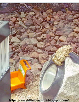 Toad sitting on a rock light with rocks surrounding the area