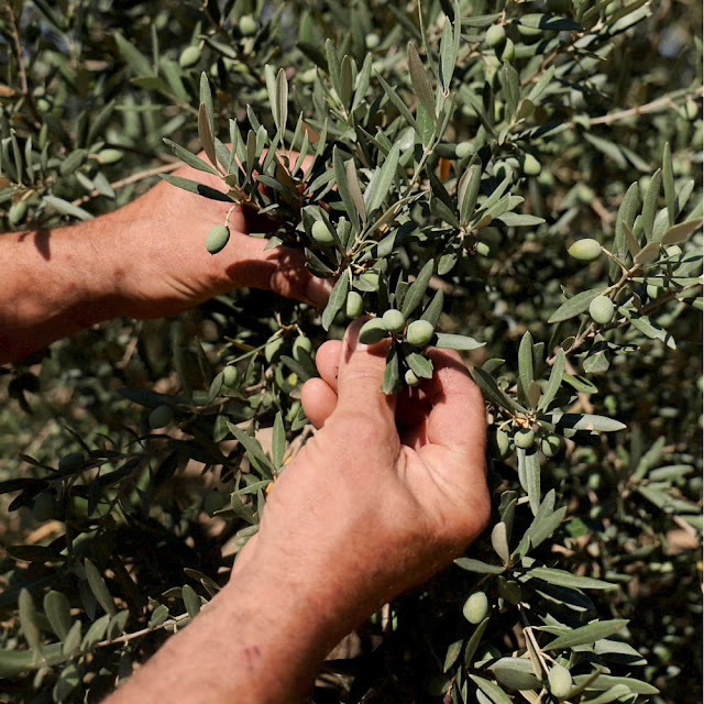 Cosmética ecológica certificada con aceite de oliva