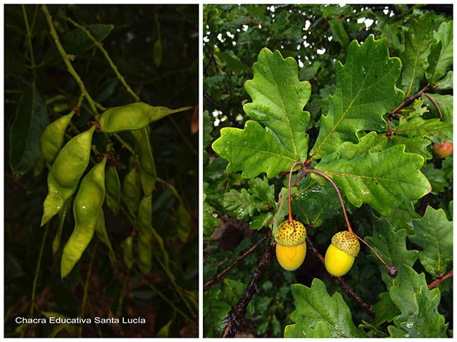 Frutos de lapachillo y de roble -Chacra Educativa Santa Lucía