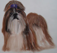 Perro Shih Tzu : 008