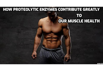 Proteolytic enzymes play a pivotal role in maintaining muscle health and functionality. Let's delve into how proteolytic enzymes contribute greatly to our muscle health.