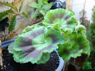 Geranios (Pelargonium zonale (L.) L'Hér. ex Aiton).