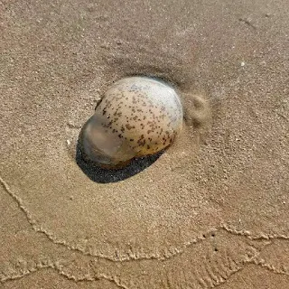 Tanjung Aru, Sabah