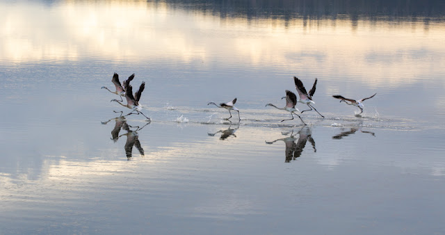 Fenicotteri al Parco naturale Molentargius-Saline-Cagliari-Cormorani