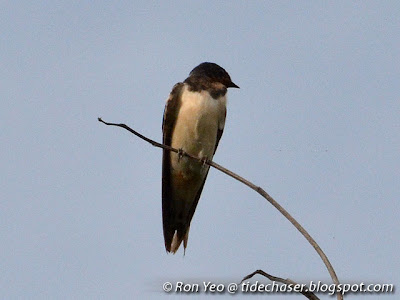 Barn Swallow (Hirundo rustica)