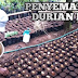 Tutorial Cara Menyemai Biji Durian Yang Betul Supaya 100% Tumbuh Subur Dan Tidak Mati