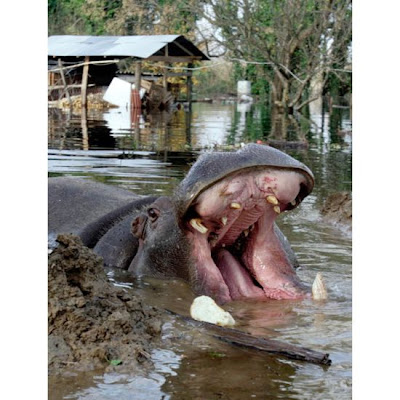 Hippo on the Run Seen On www.coolpicturegallery.us