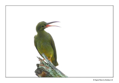 Kelicap Spectacled Spiderhunter (Arachnothera flavigaster