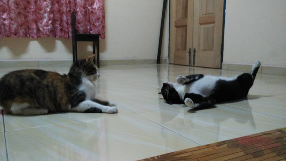 Kami sayaNg kuciNg