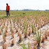 Lampung targetkan tanam padi September 23.736 hektar