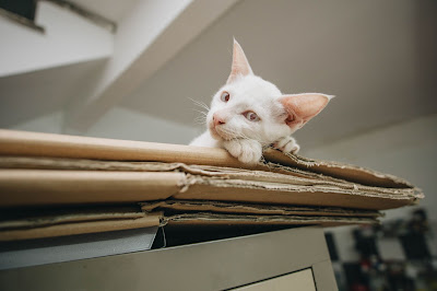 Why do Cats love Boxes so much?