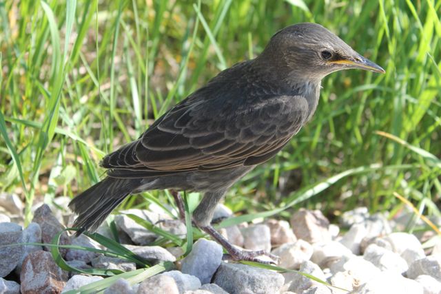 Cottage Country Reflections: The jury is in! Juvenile European Starling